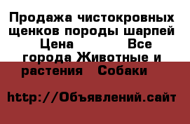Продажа чистокровных щенков породы шарпей › Цена ­ 8 000 - Все города Животные и растения » Собаки   